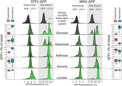 Heterogeneity of Starved Yeast Cells in IF1 Levels Suggests the Role of This Protein in vivo